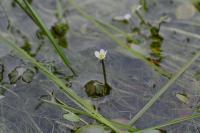 Ranunculus tripartitus