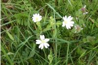 Rabelera holostea