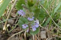Glechoma hederacea
