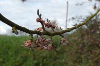 Ulmus minor