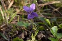 Viola