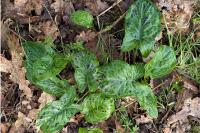 Arum maculatum