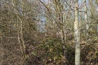 Prunus cerasifera