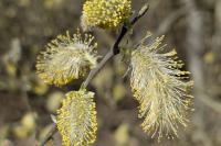 Salix caprea