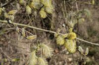 Salix caprea