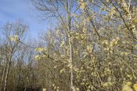 Salix caprea