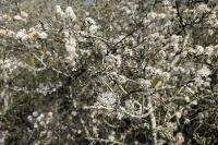 Prunus spinosa