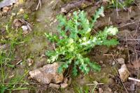 Senecio vulgaris