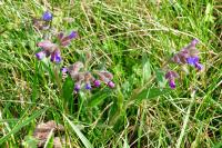 Pulmonaria
