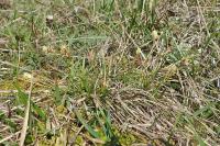 Carex halleriana