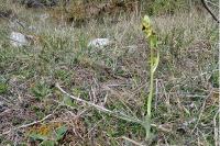 Ophrys virescens