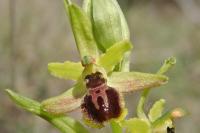 Ophrys virescens