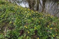 Ficaria verna