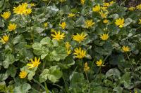 Ficaria verna