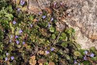 Glechoma hederacea