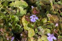 Glechoma hederacea