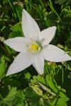 Ornithogalum divergens