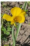 Tulipa sylvestris