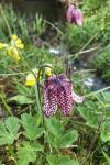 Fritillaria meleagris