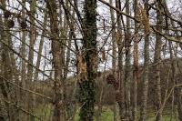 Alnus glutinosa