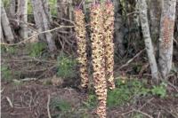 Alnus glutinosa