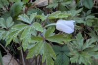 Anemone nemorosa