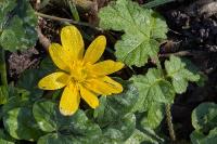 Ficaria verna