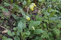 Primula veris