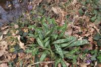 Pulmonaria