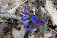 Pulmonaria