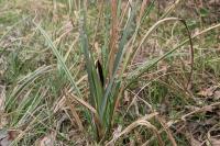 Carex