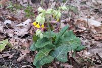 Primula veris