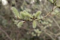 Salix caprea