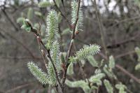 Salix caprea