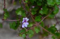 Cymbalaria muralis