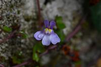 Cymbalaria muralis