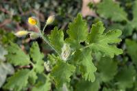 Chelidonium majus