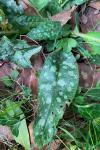 Pulmonaria officinalis