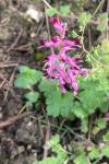 Fumaria officinalis
