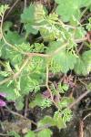 Fumaria officinalis