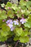 Cymbalaria muralis
