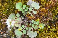 Cardamine hirsuta