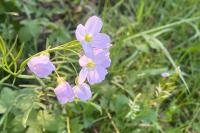 Cardamine pratensis