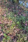 Fritillaria meleagris