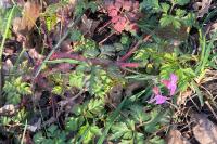 Geranium robertianum