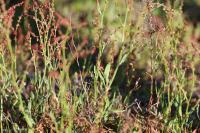 Rumex acetosella