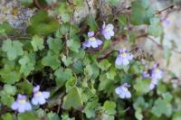 Cymbalaria muralis