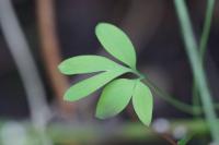 Corydalis solida