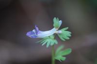 Corydalis solida