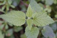 Lamium galeobdolon
